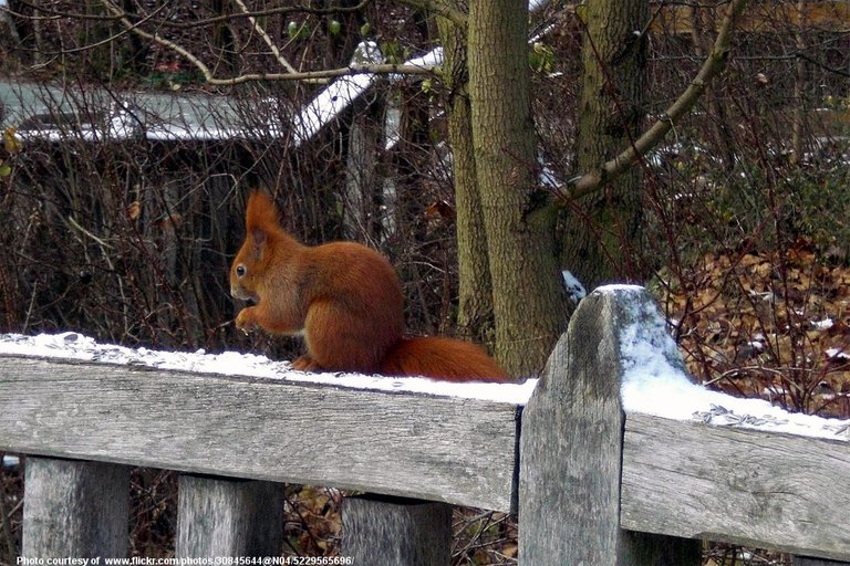 RedSquirredOnFenceEarlyWinter-110418.jpg