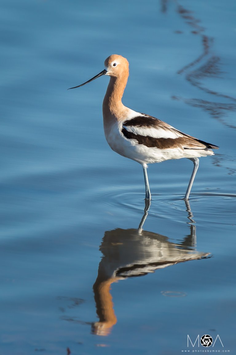 American Avocet.jpg