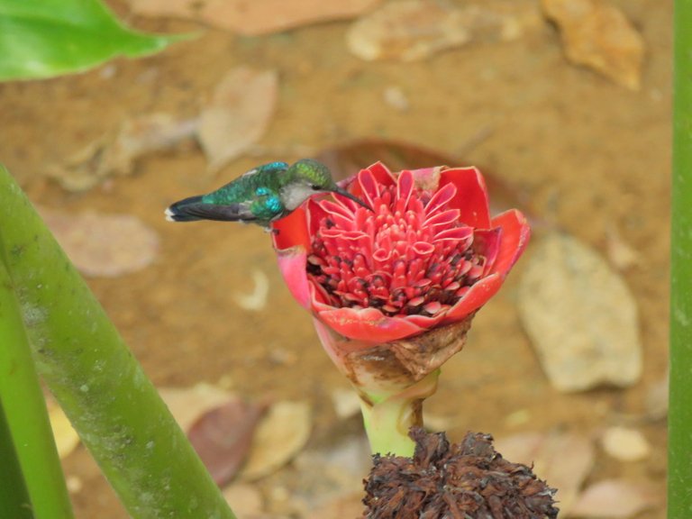 BIRD with berry5.jpg