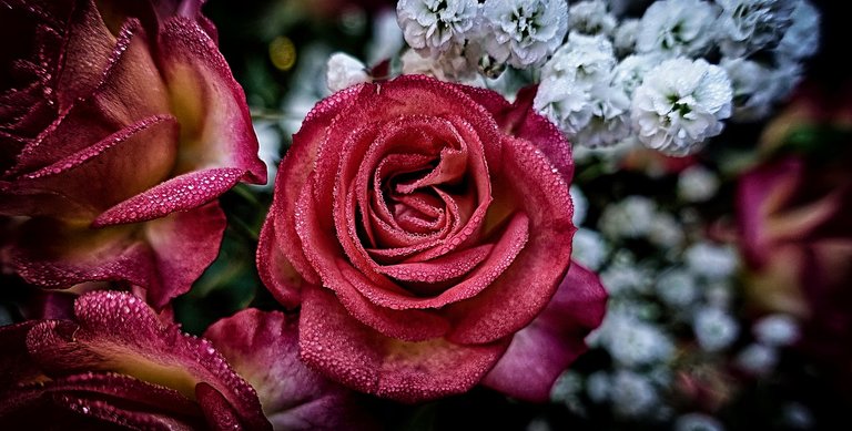 roses-3744370_1280.jpg