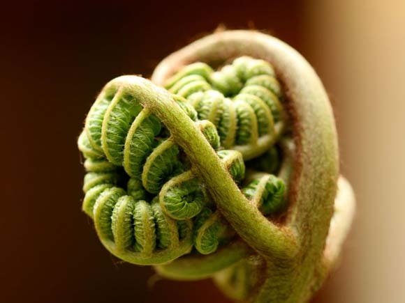 # 14 Chris Durietz Ferns.jpg