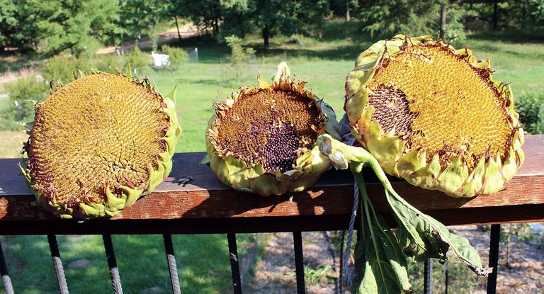 sunflower_harvest2_brown.jpg