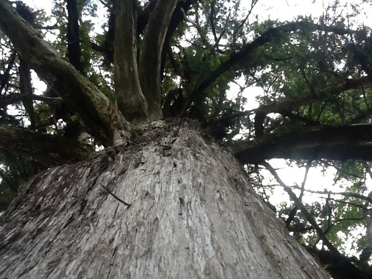 old cedar tree.JPG