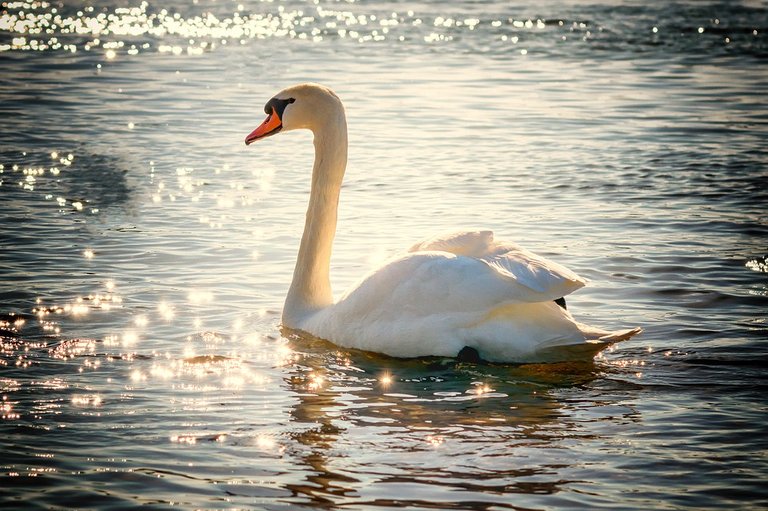 swan-2077219_960_720.jpg