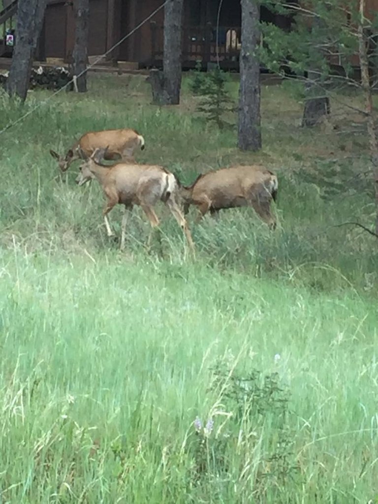 3fawns.jpg