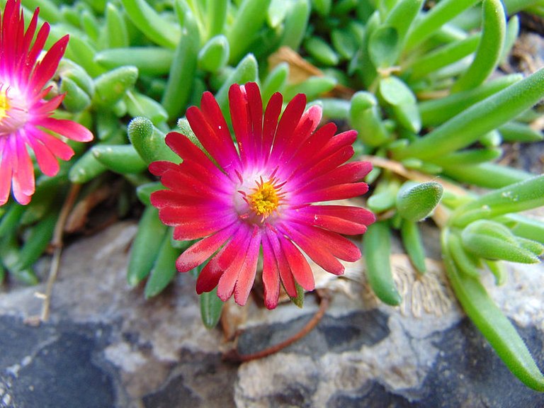 800px-Delosperma_cooperi_'Jewel_of_the_Desert_Garnet'.jpg