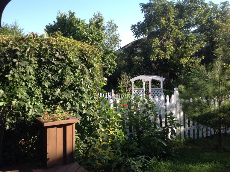 backyard greenery.JPG