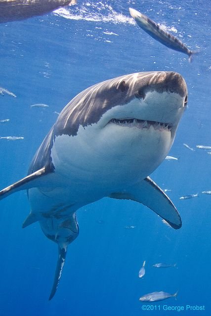 Great White Shark feeding.jpg