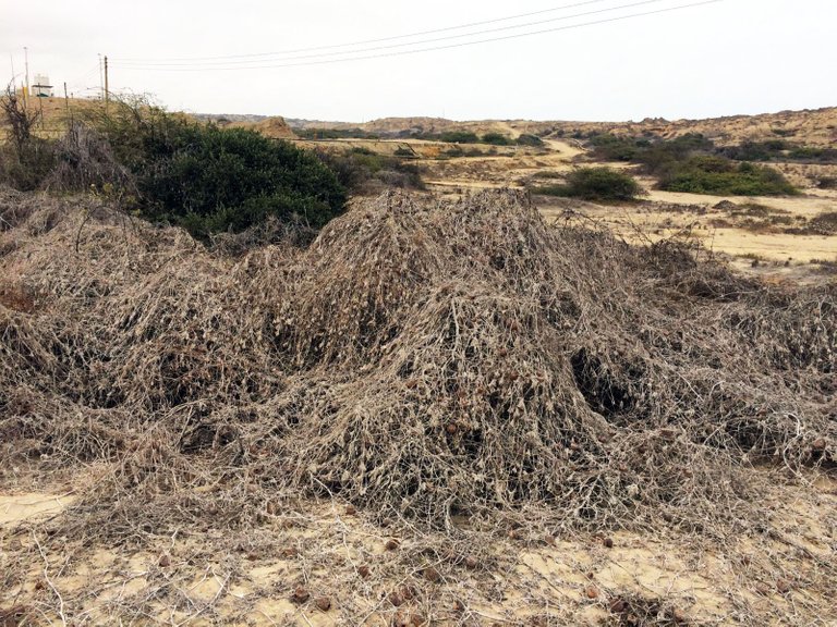 invasive species – Luffa or “jabonilla”.jpg