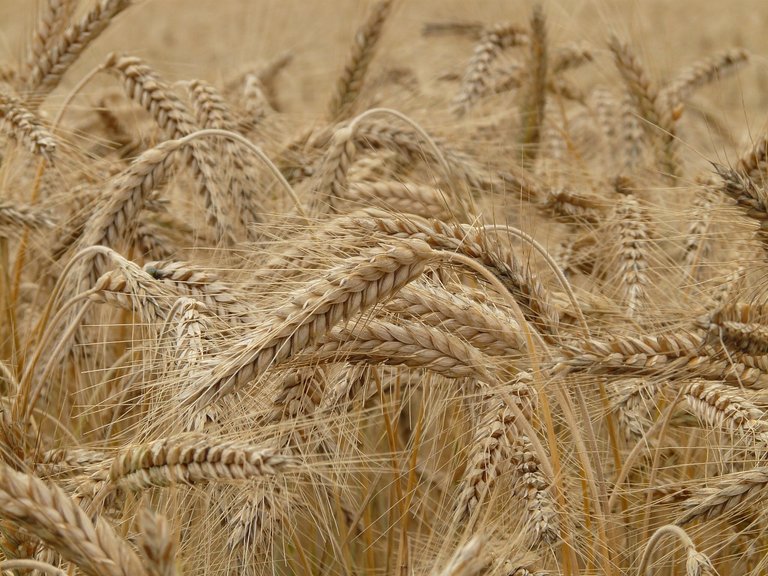 wheat-8762_1280.jpg