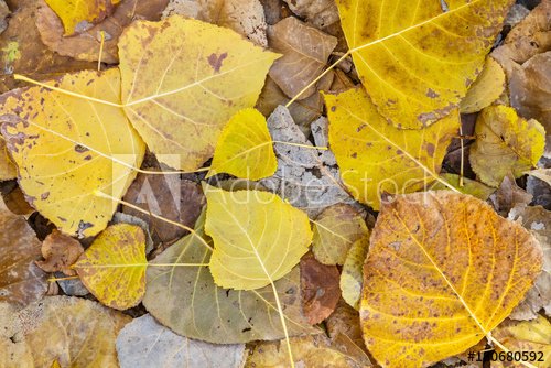 hOJAS DE OTOÑO.jpg