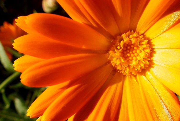 CT0238-Calendula190917a.jpg