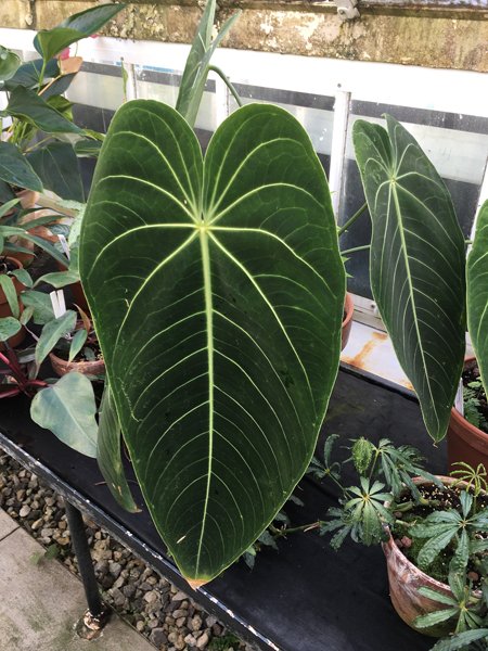 Smith Greenhouses - pond room giant leaf1 crop January 2020.jpg