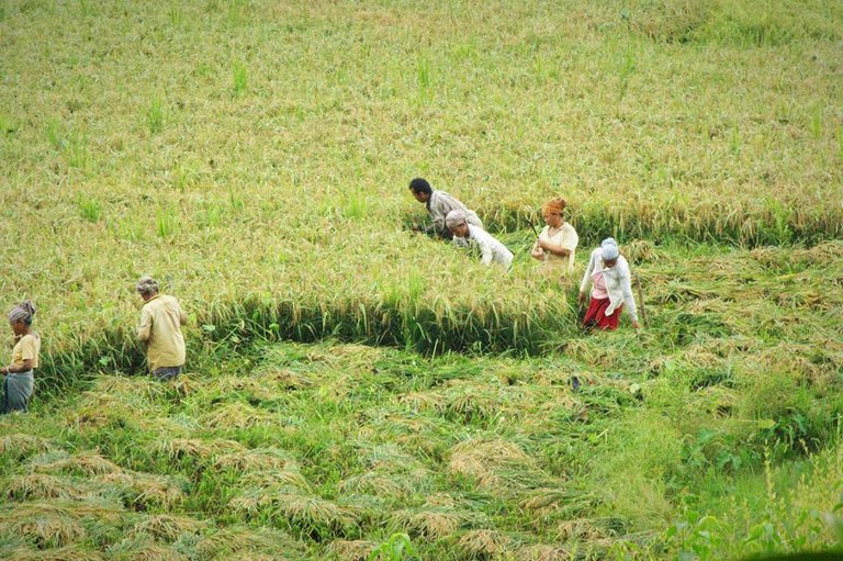 cutting rice.jpg