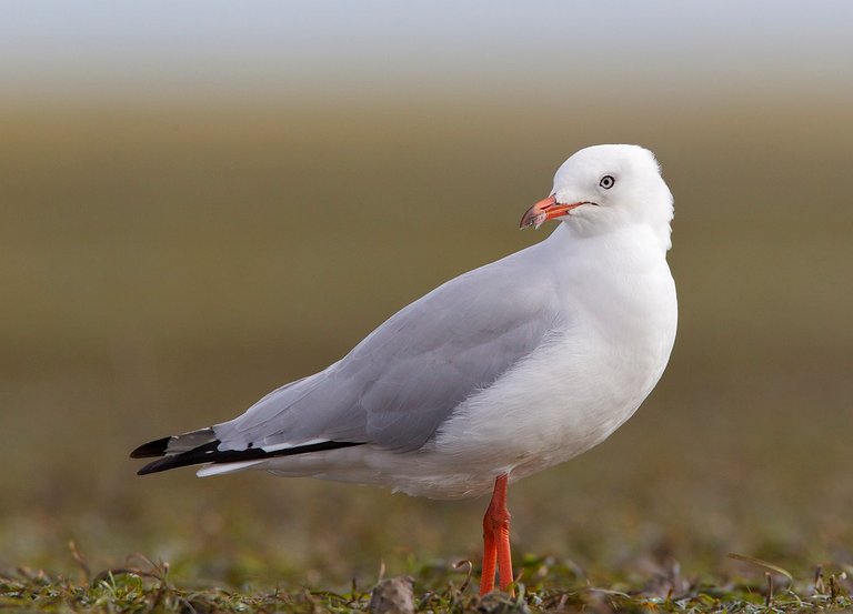 (Larus novaehollandiae) Silver Gull_.jpg