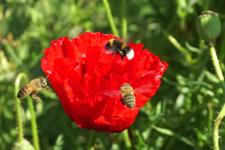 Bumblebee _opens_poppy_flower_-_Free_polls_for_all_07.jpg