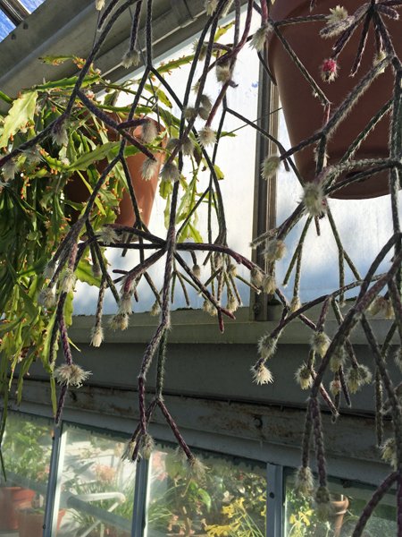 Smith Greenhouses - hanging hairy plant close-up crop January 2020.jpg