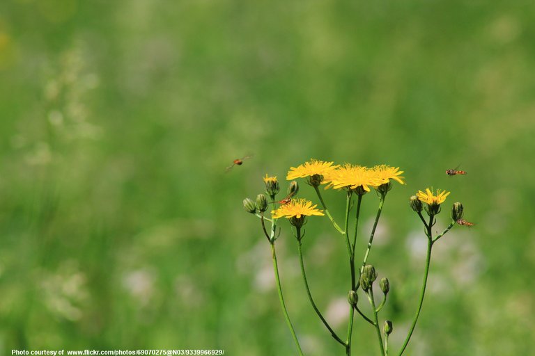 Dandelions_and_Bees-082216.jpg