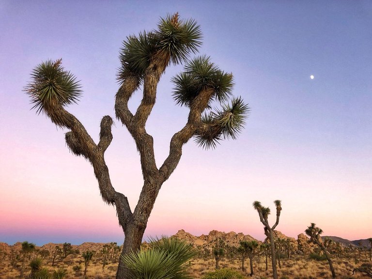 Joshua Tree 2018 6.jpg