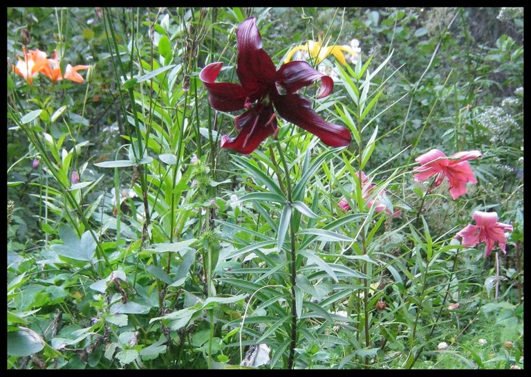 last of lilies blooming.JPG