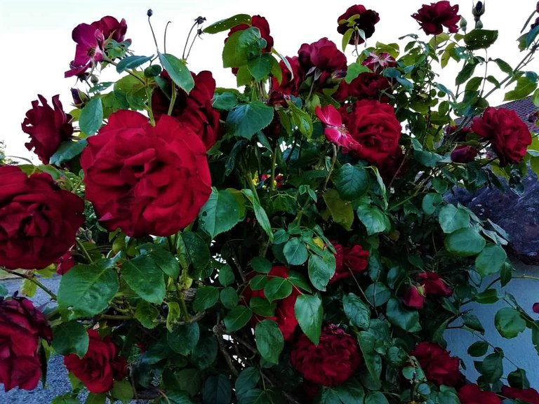 red_roses_in_tree.jpg