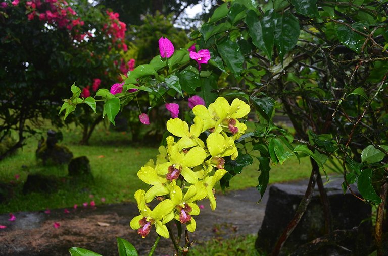 Orchids-and-Bougainvillea-04-19-2017.jpg