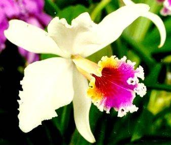 orquideas_0_maxs.jpg