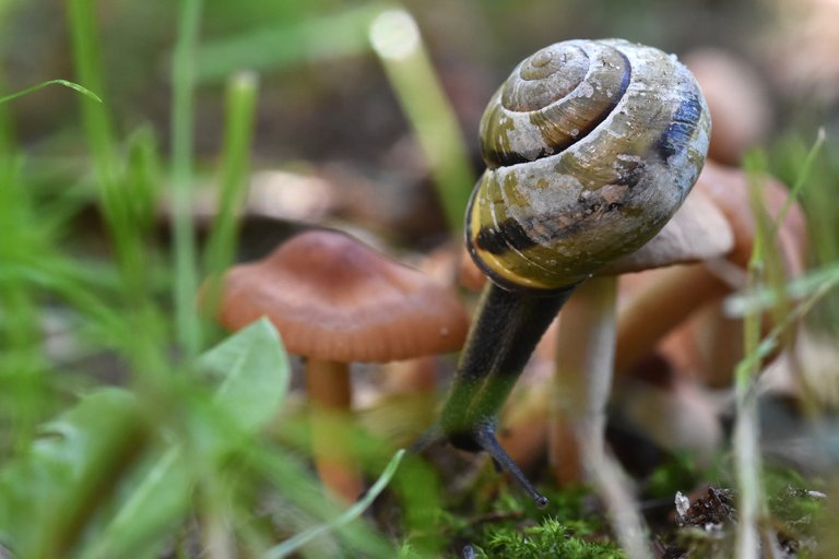 snail mushrooms  3.jpg