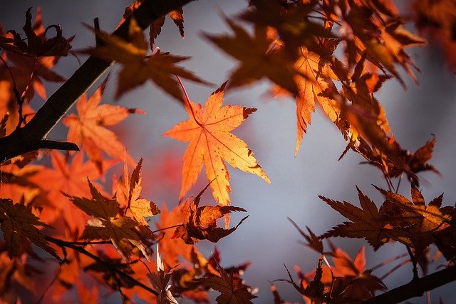 autumn-leaves-1415541_640.jpg