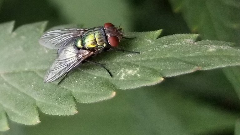 Ep9 Green bottle fly 4.jpg