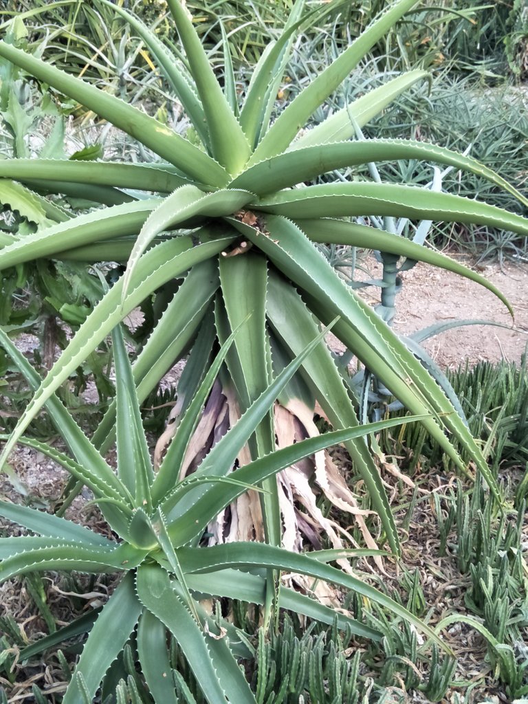 3a Aloe Divariacata.jpg