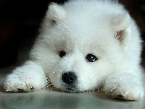 White-Wolf-Pup-wolves-7570936-500-375.jpg