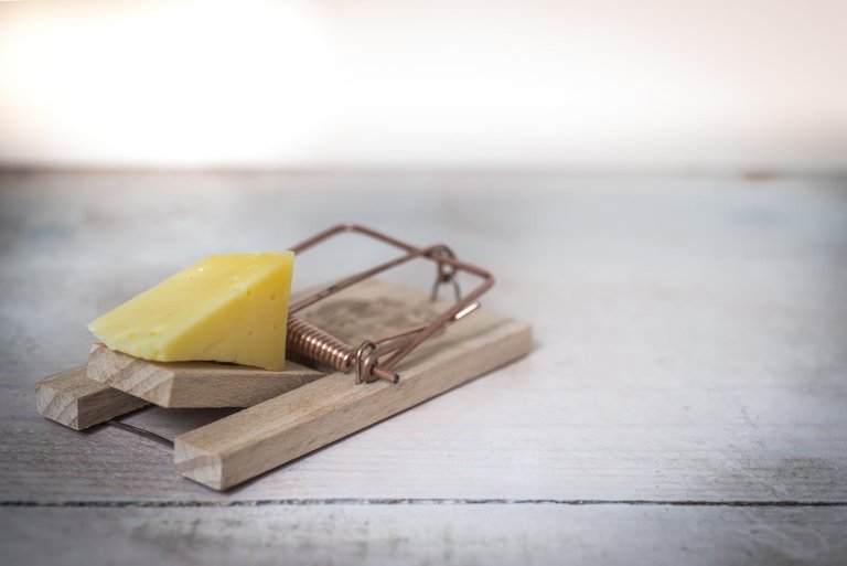 mouse-trap-cheese-device-trap-633881.jpg