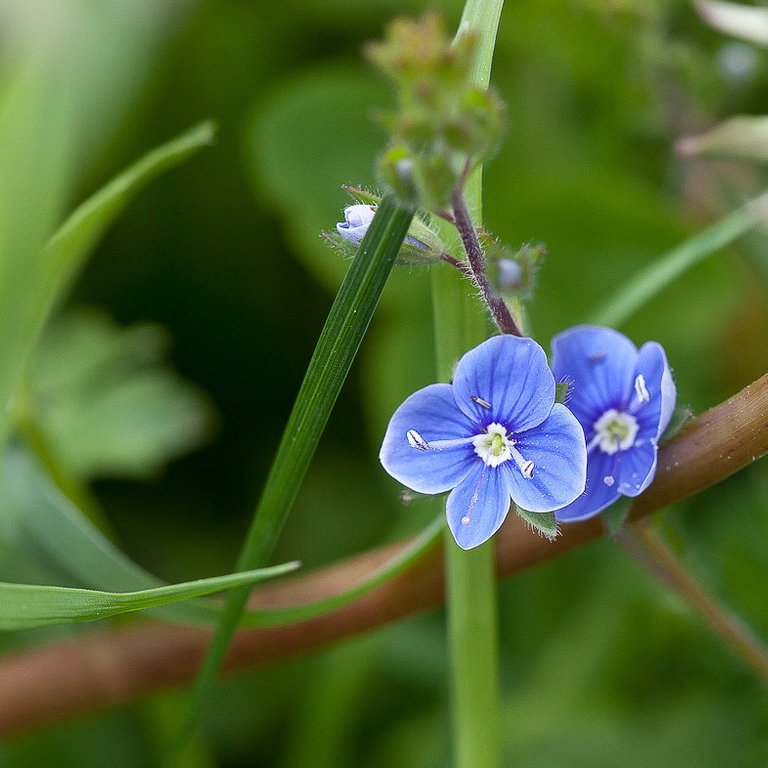 8852492851-spring-in-germany (FILEminimizer).jpg