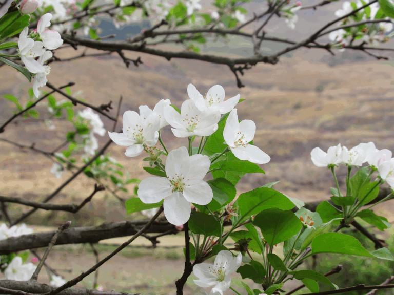 0708-FruitTreeBlooms.png