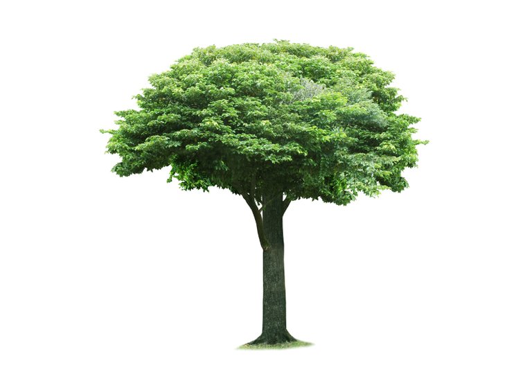 tree.jpg