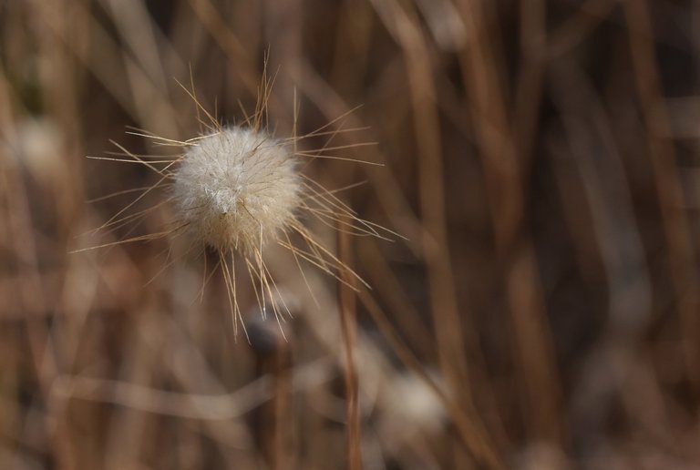 grass fluffy head 1.jpg