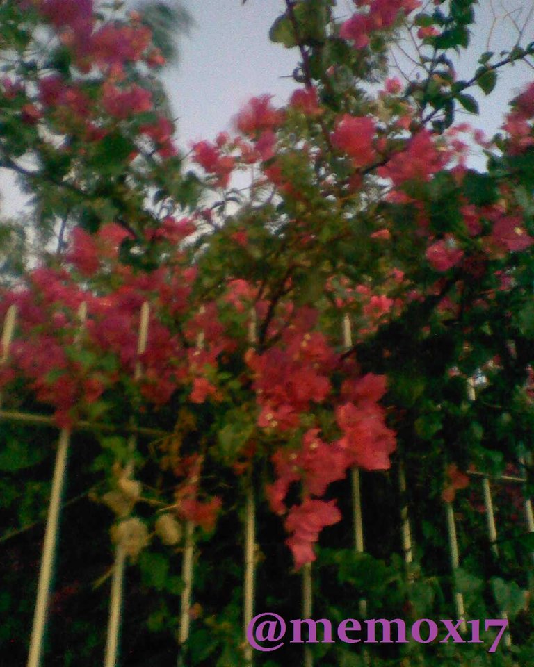 IMG20180824190742.jpg