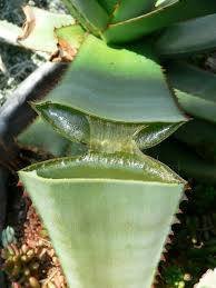 AloeVera.jpg