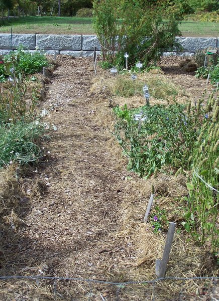 New Herb - Row 2, mulching done crop October 2019.jpg