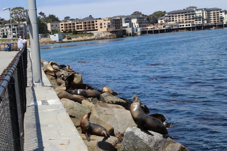 SeaLions7.JPG