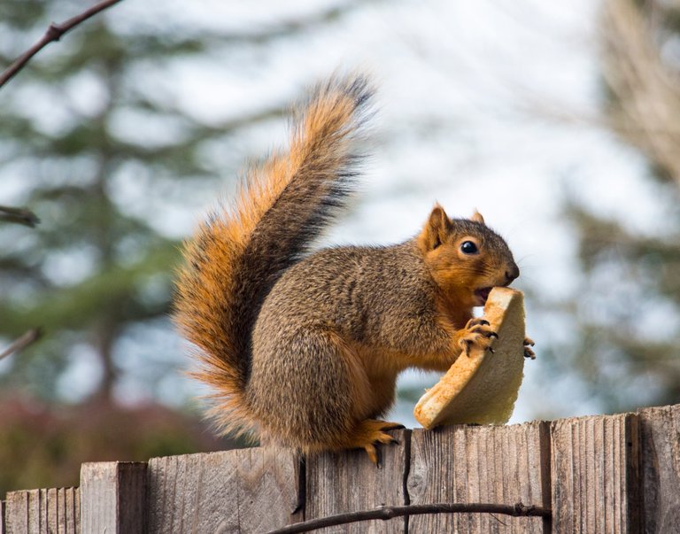 02-08-19 Squirrel 2.JPG