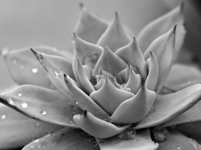 echeveria waterdrops bw 2.jpg