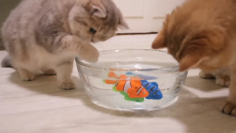 Kittens and Cats learn Сatches FISH. 🐟🐠 Too funny  Too cute.mp4 _ resim3.png