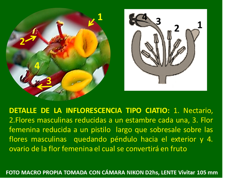 Botanica navideña 9.png