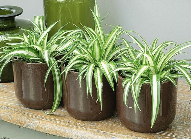 spider plant 1.jpg