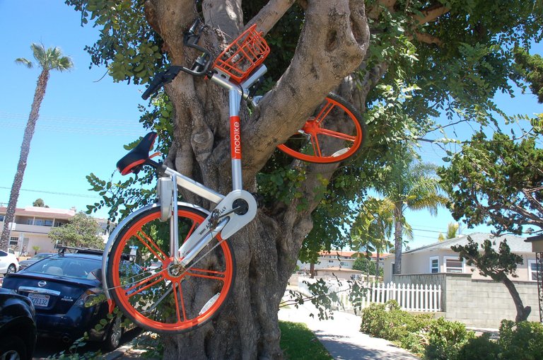 tree_bike.jpg