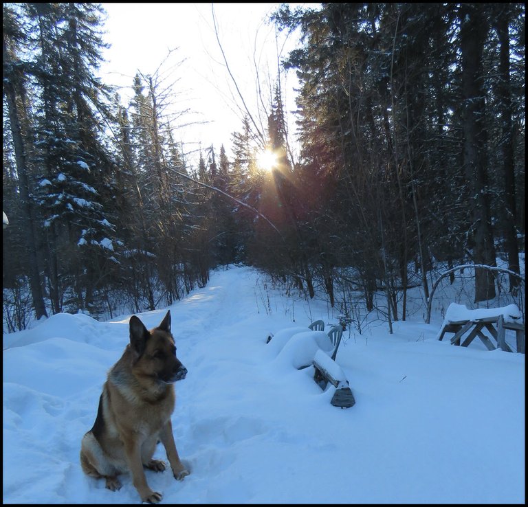 Bruno sitting in snow sun starting to set in trees at end of willow lane.JPG