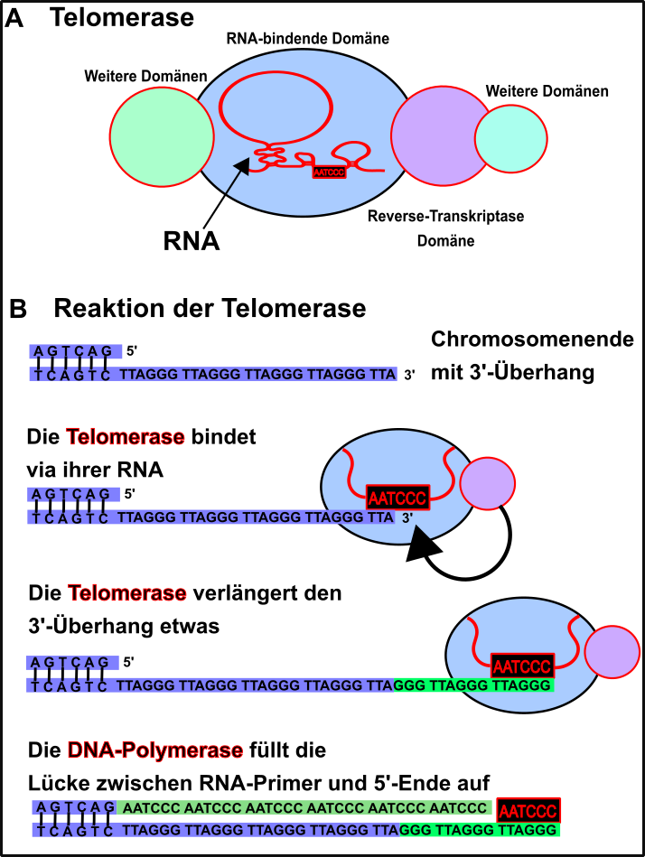 Telomerase activity.png