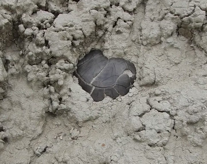 White River Badlands Turtle Ground to Display12.jpg